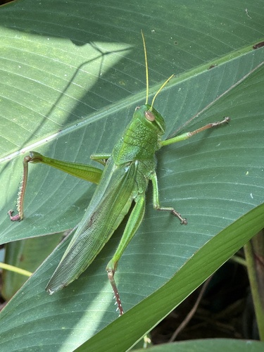 Large Green Grasshopper