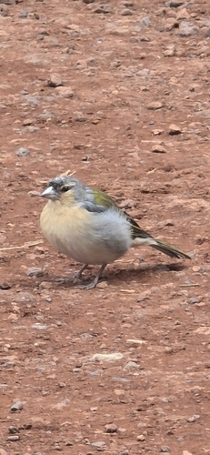 Azores Chaffinch