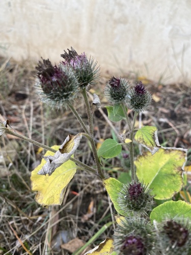 Arctium tomentosum, photograph 5