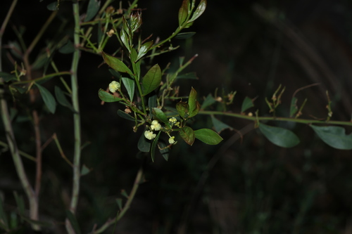 Acacia myrtifolia, photograph 2