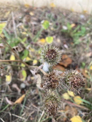 Arctium tomentosum, photograph 4