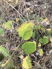 Arctium tomentosum, photograph (c) Илья Руденко, some rights reserved (CC BY)
