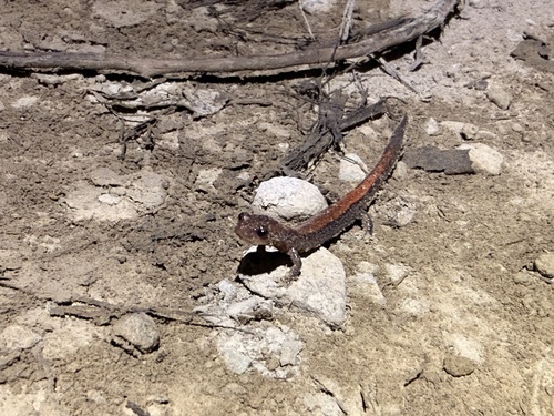 Eastern Red-backed Salamander