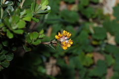 (c) Greg Tasney, some rights reserved (CC BY-SA) Pultenaea daphnoides, photograph (c) Greg Tasney, some rights reserved (CC BY-SA)