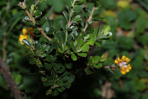 Pultenaea daphnoides, photograph 3