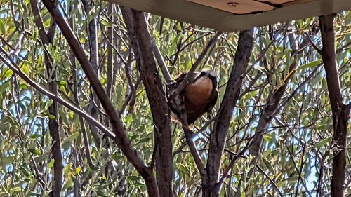 Gray-crowned Babbler