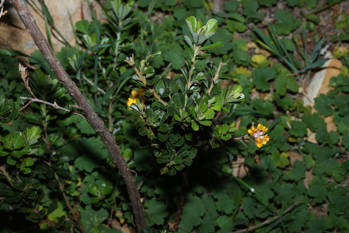 Pultenaea daphnoides, photograph 4