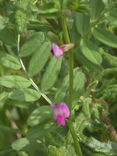 Vicia sativa, photograph 1