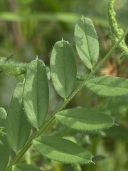 Vicia sativa, photograph (c) Ian Rainbow, some rights reserved (CC BY)