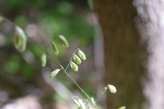 Melica mutica