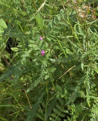 Vicia sativa, photograph 3