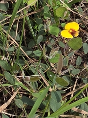 Bossiaea prostrata, photograph (c) Ian Rainbow, some rights reserved (CC BY)