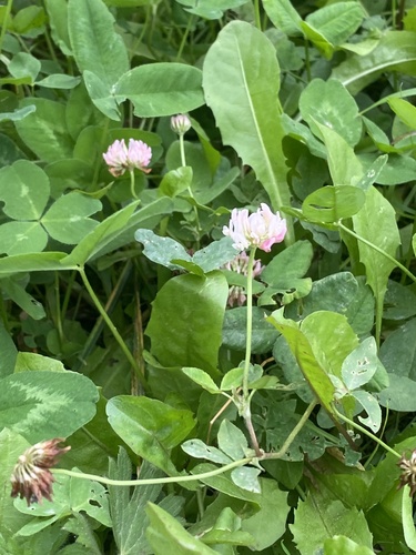Trifolium hybridum, photograph 4