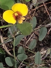 Bossiaea prostrata, photograph (c) Ian Rainbow, some rights reserved (CC BY)