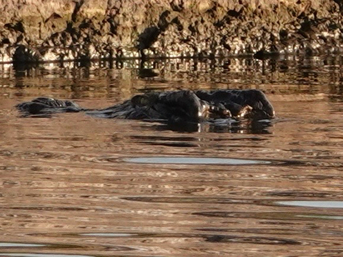 Nile Crocodile