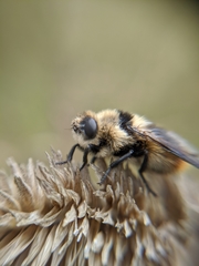Oestrinae