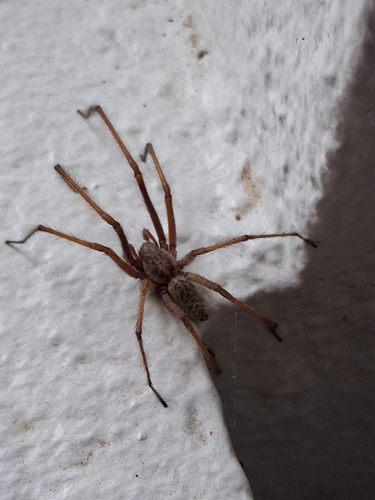 Giant House Spider