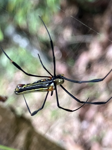 Giant Golden Orbweaver