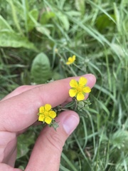 Potentilla argentea, photograph (c) Илья Руденко, some rights reserved (CC BY)