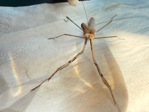 Statilia flavobrunnea