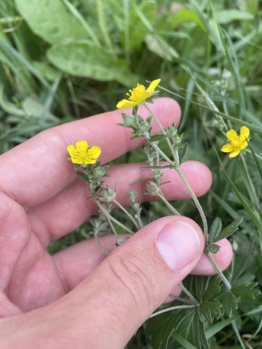 Potentilla argentea, photograph 6