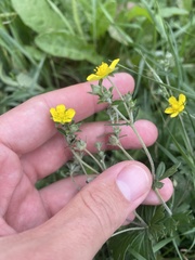 Potentilla argentea, photograph (c) Илья Руденко, some rights reserved (CC BY)