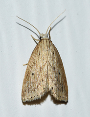 Diatraea crambidoides