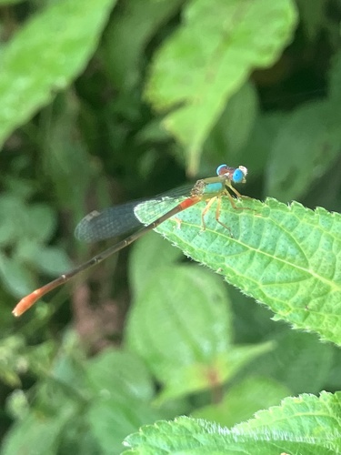 Orange-tailed Marsh Dart