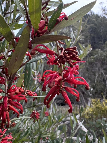 Grevillea victoriae, 2026-09-25