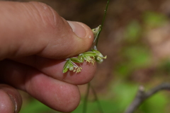 Melica mutica