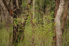 Pimelea flava flava