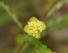 Pimelea flava flava