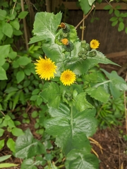 Sonchus oleraceus
