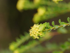 Pimelea flava flava