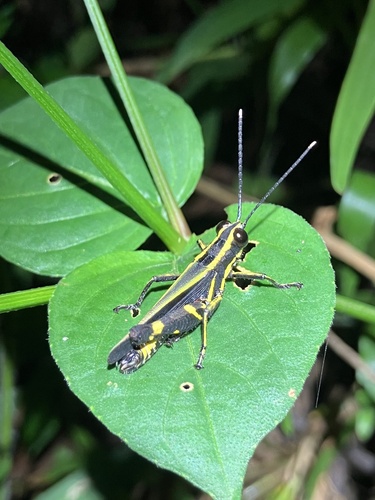Traulia azureipennis