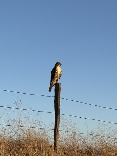 Red-tailed Hawk