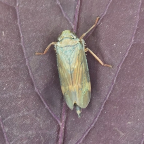 Coppery Leafhopper