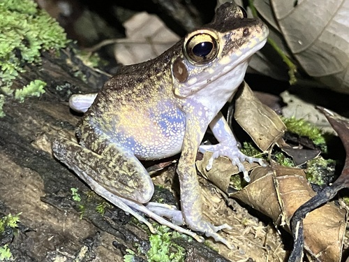 Brown Marsh Frog