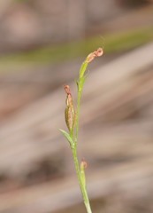 Pterostylis clivosa