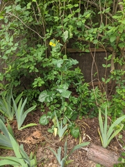 Sonchus oleraceus