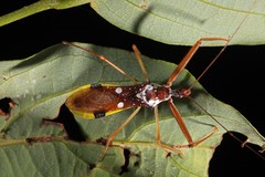 Epidaus famulus