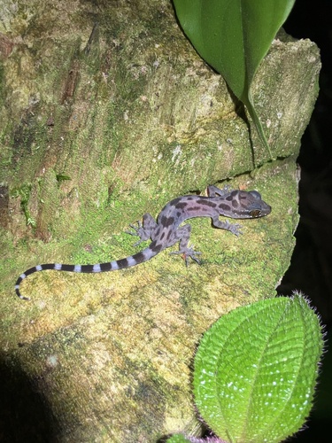 Sarawak Bent-toed Gecko