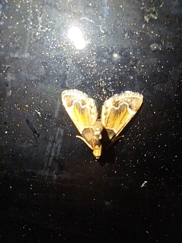 Meal moth
