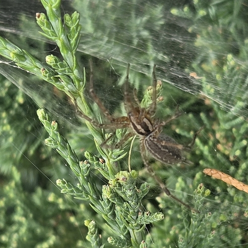Grass Spiders