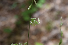Melica mutica