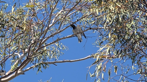 Black-faced Cuckooshrike