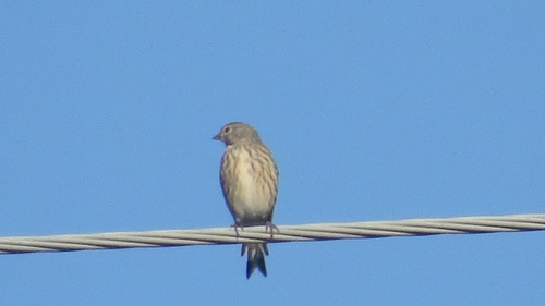 Eurasian Linnet