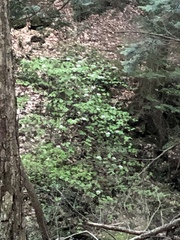 Viburnum lantanoides