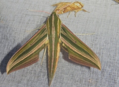 Xylophanes eumedon