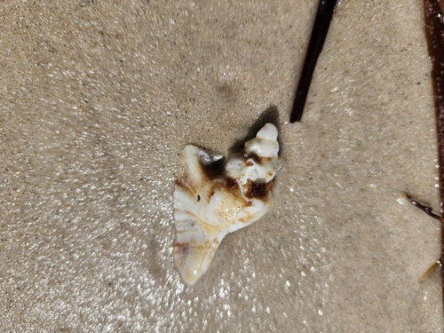 Pterochelus triformis observed 2026-09-25